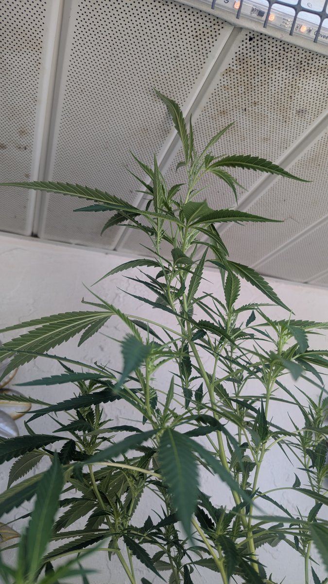 PXL 20250815 184733366