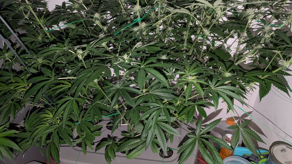 PXL 20250816 015757485