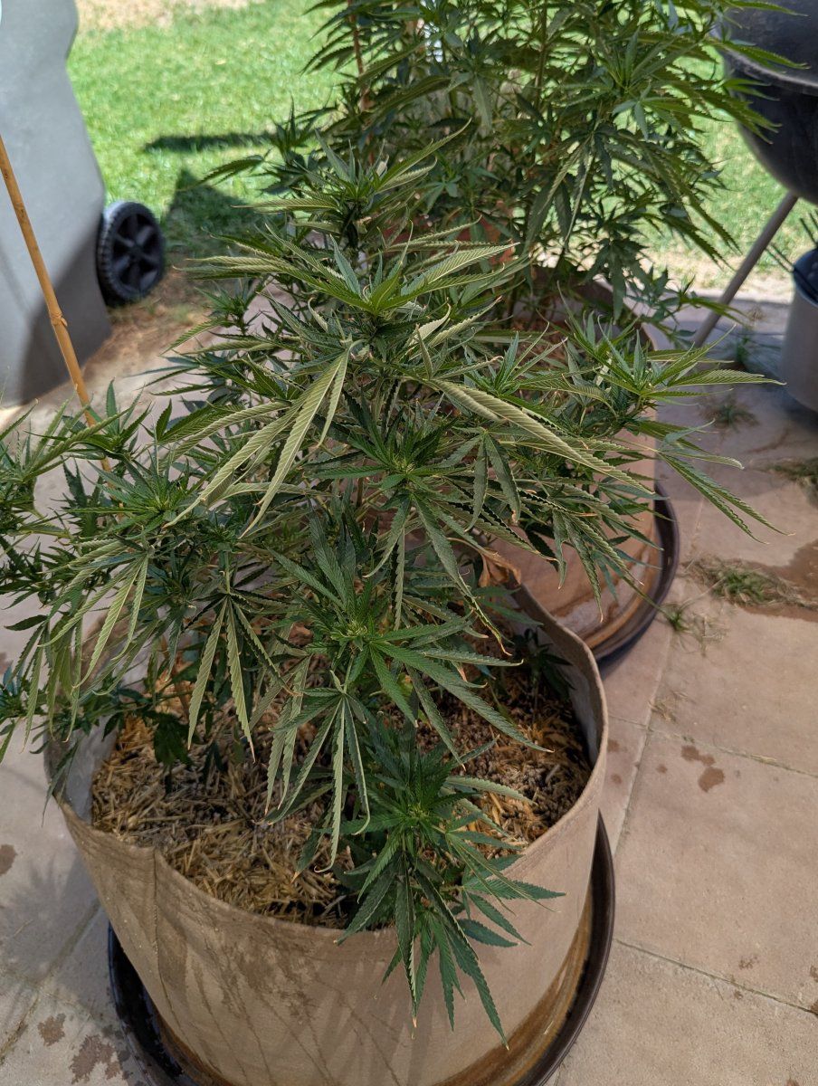 PXL 20250819 194031258