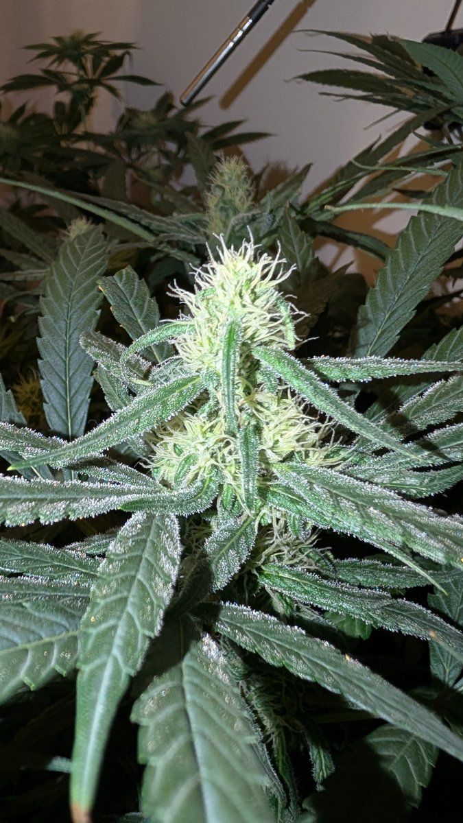 PXL 20250820 140121985