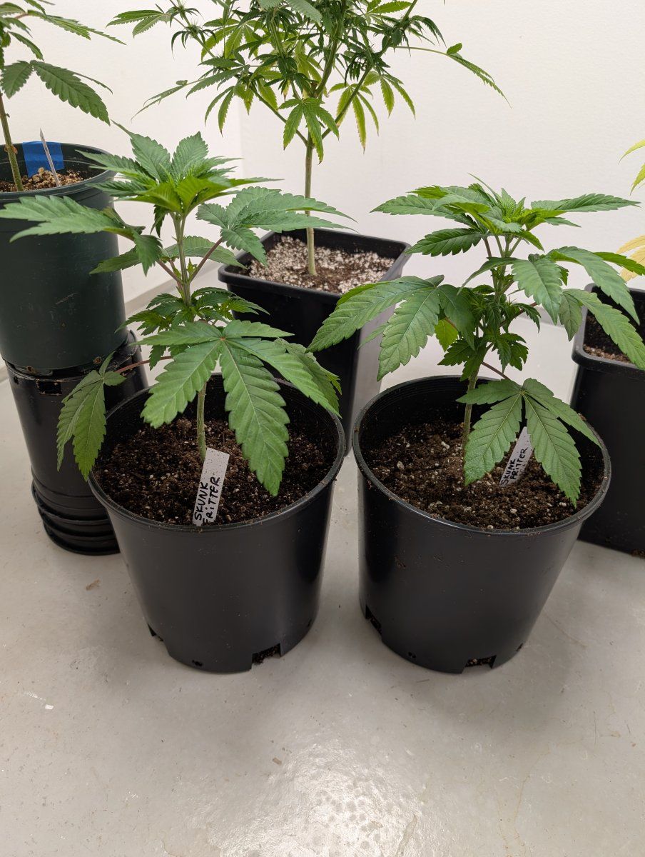 PXL 20250823 004759323