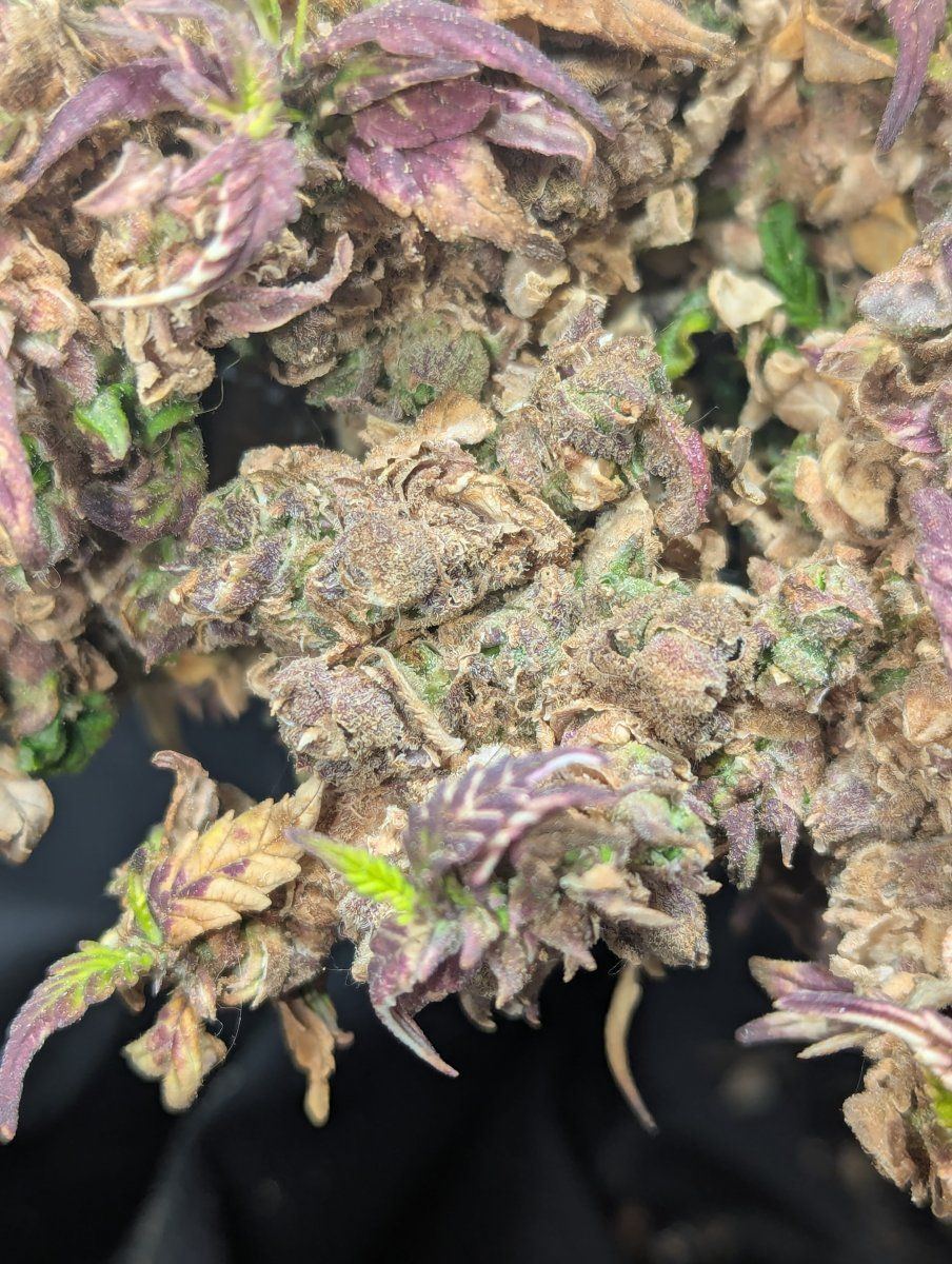 PXL 20250901 145745666