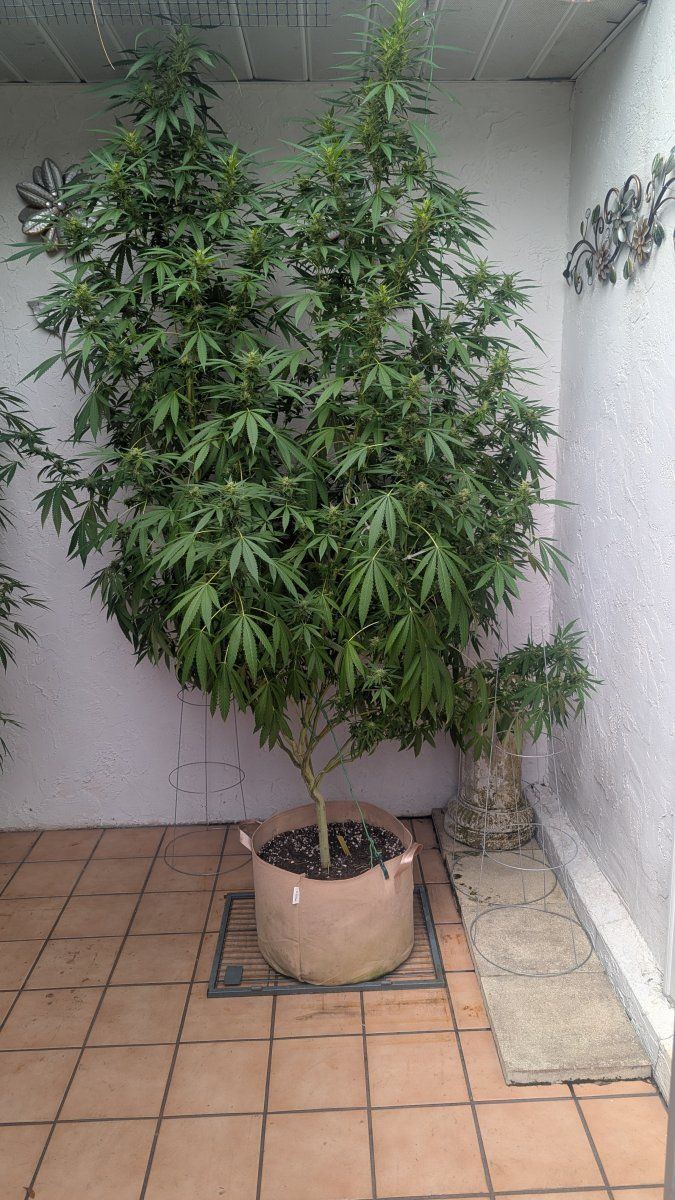 PXL 20250901 153545684