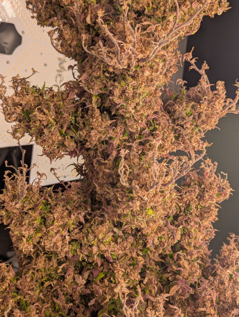 PXL 20250902 030947102