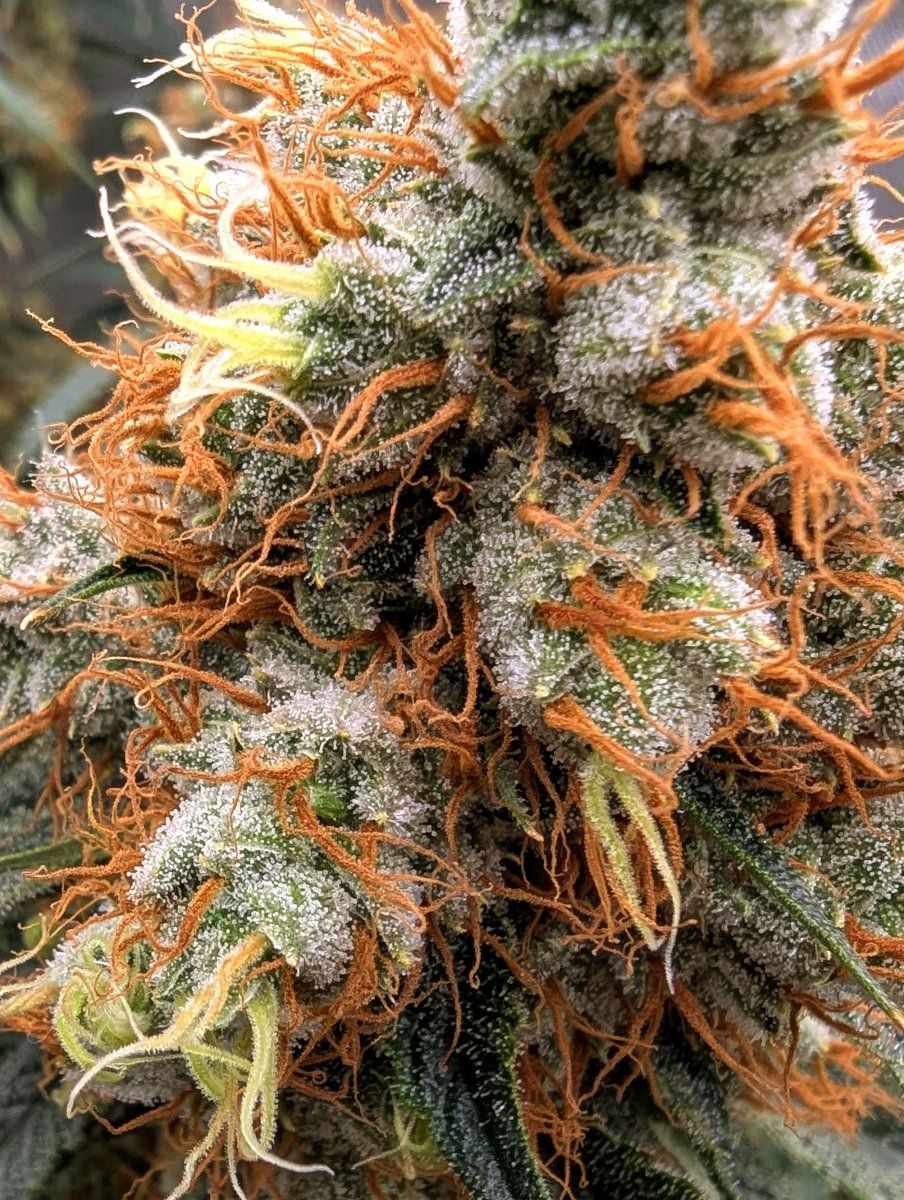 PXL 20250904 232519631