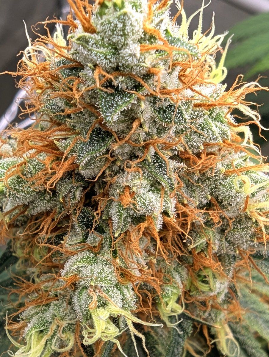 PXL 20250905 011238477