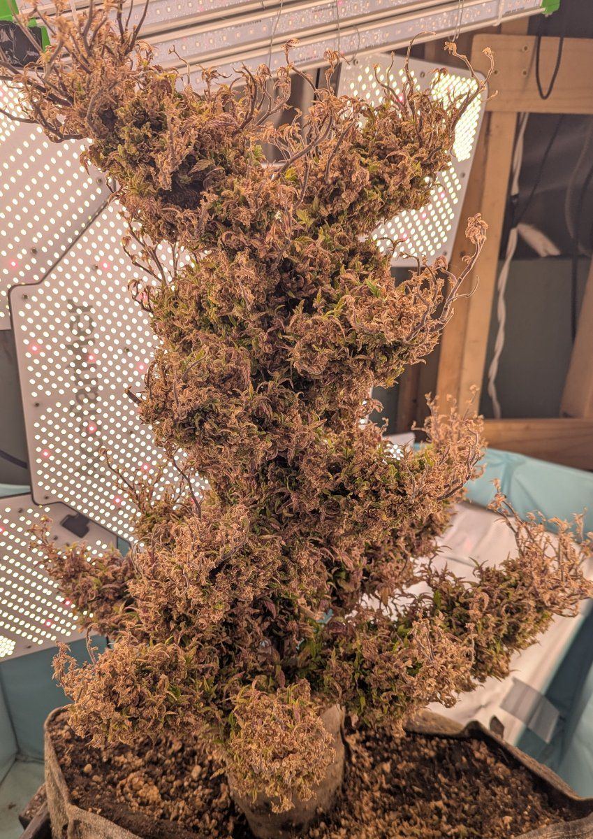 PXL 20250908 150248352