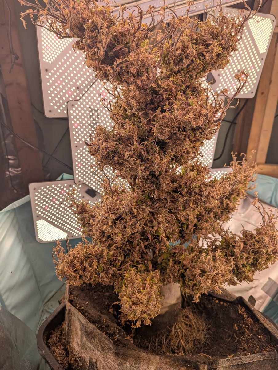 PXL 20250910 195616571