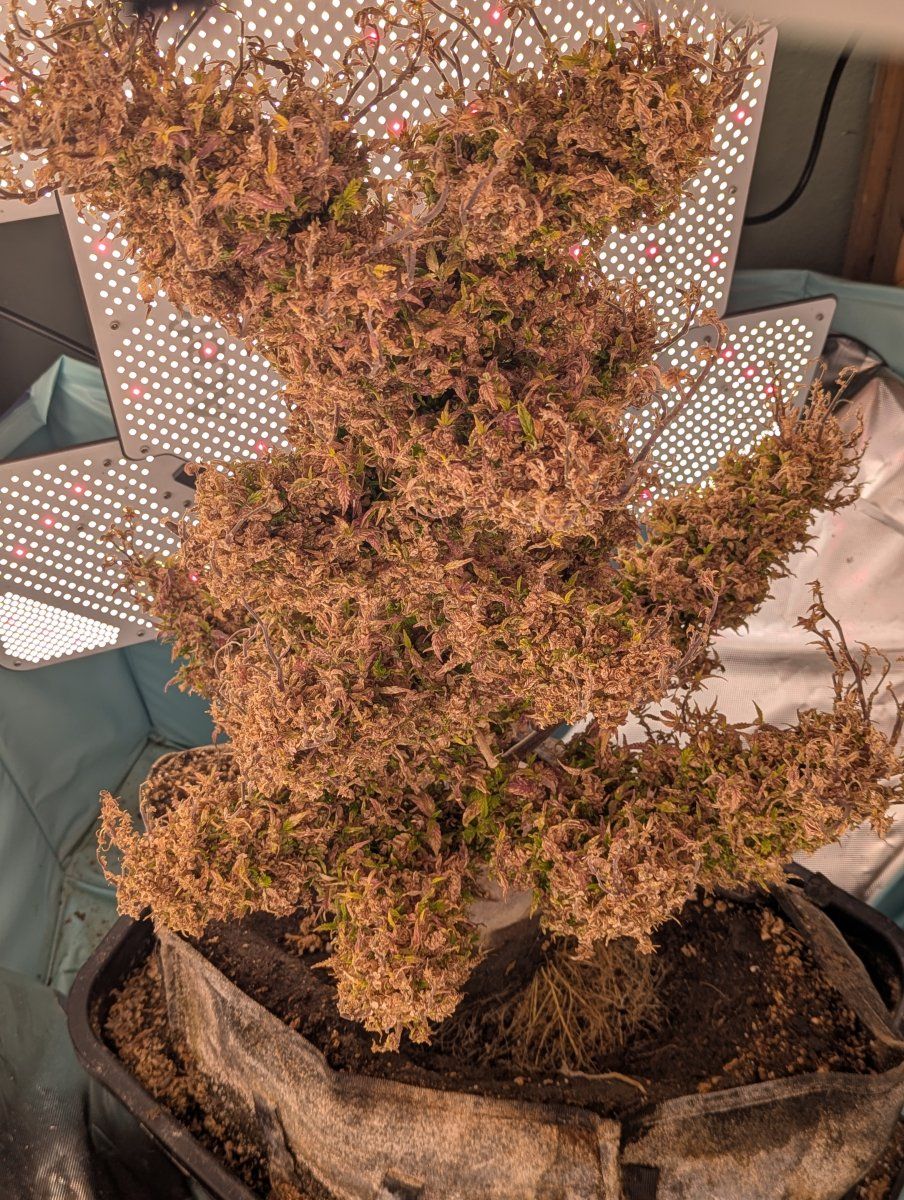PXL 20250911 040344343