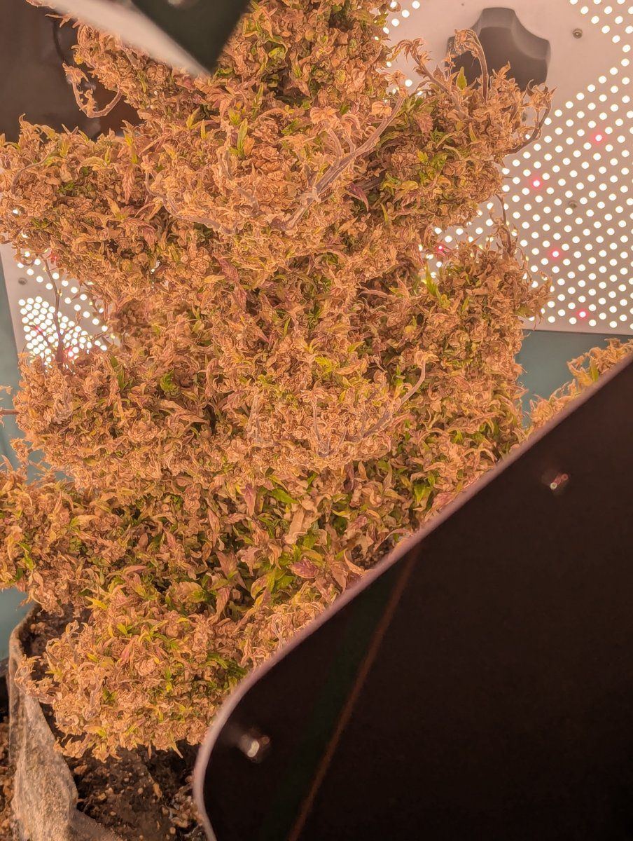PXL 20250911 130548204