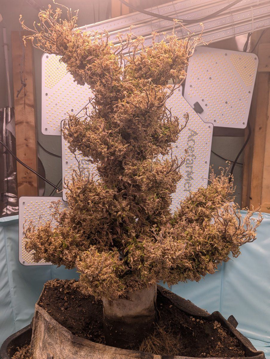 PXL 20250911 134012404