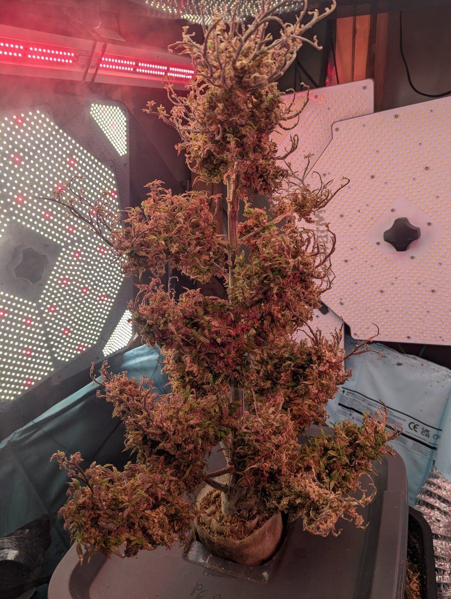 PXL 20250928 112832742
