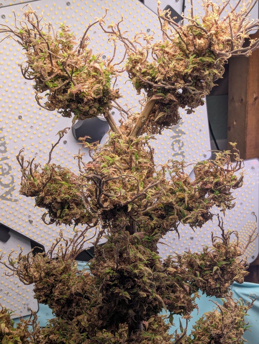PXL 20250929 020907925