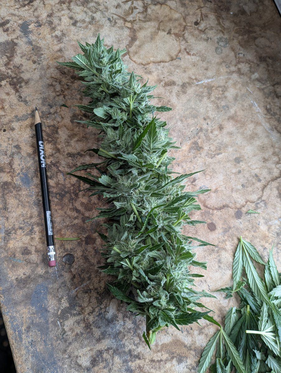 PXL 20250930 164216943