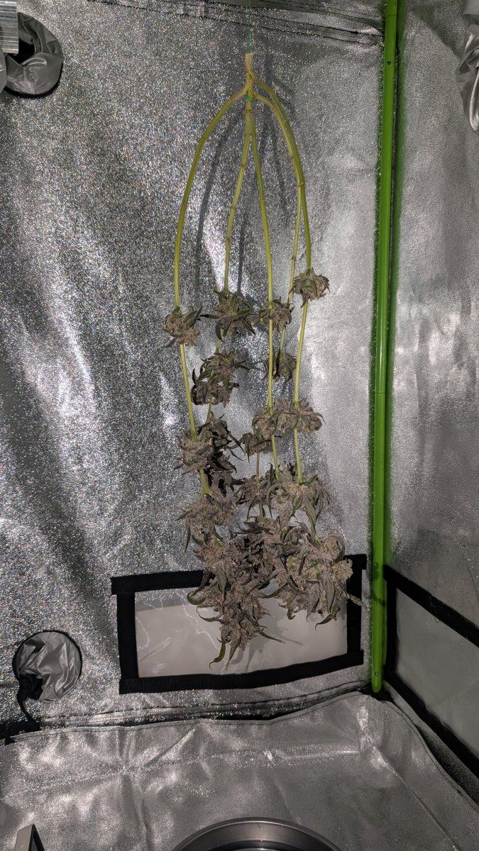 PXL 20251105 184138523