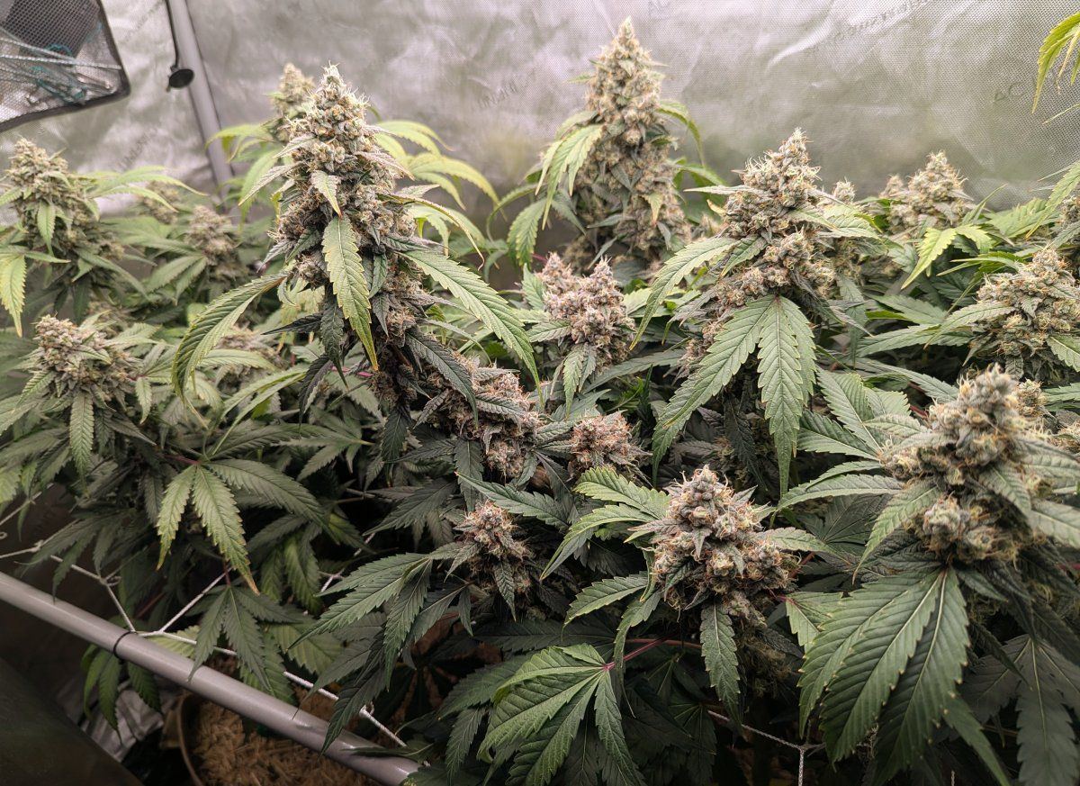 PXL 20251118 0019219683