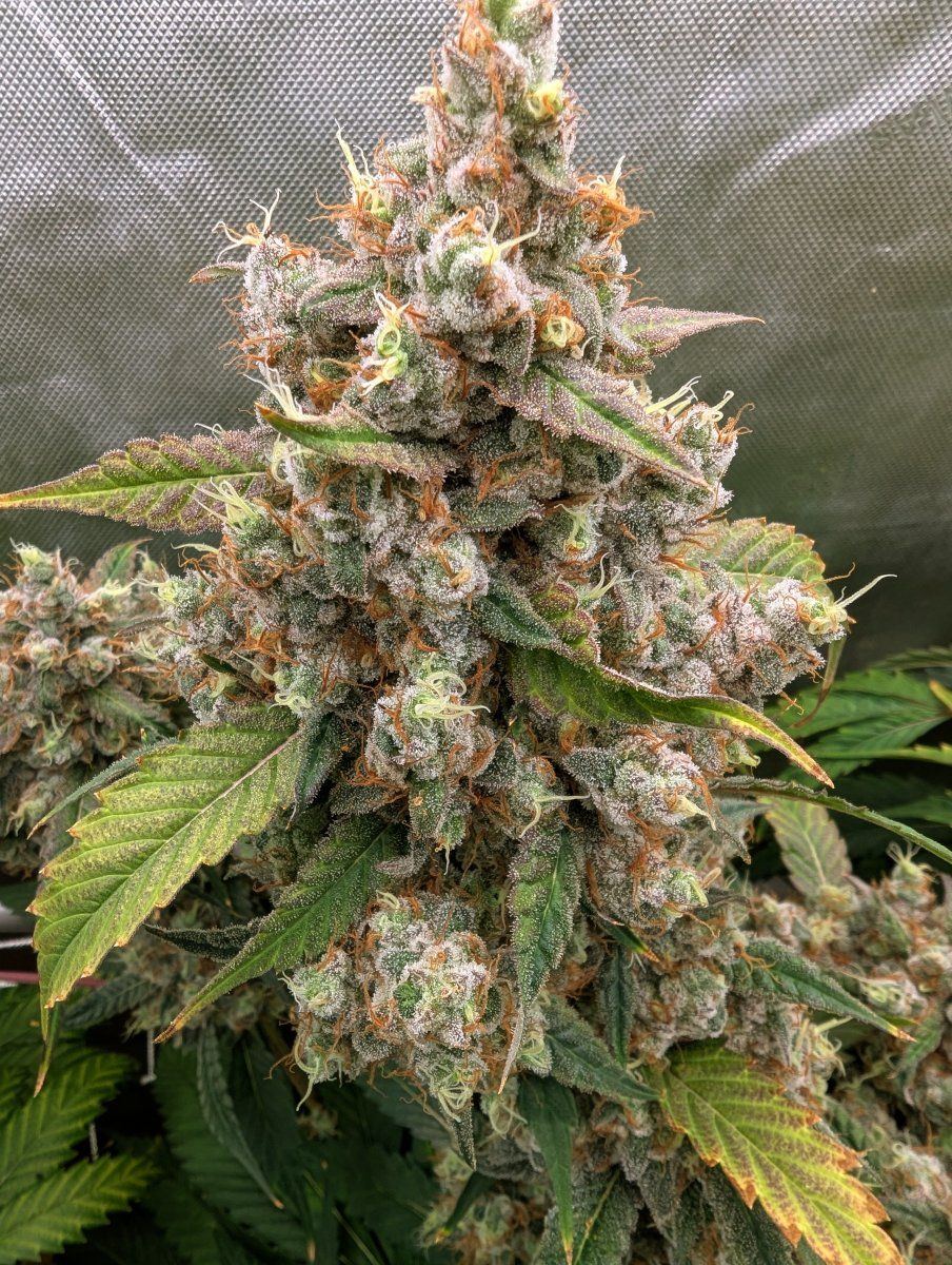 PXL 20251129 211704428
