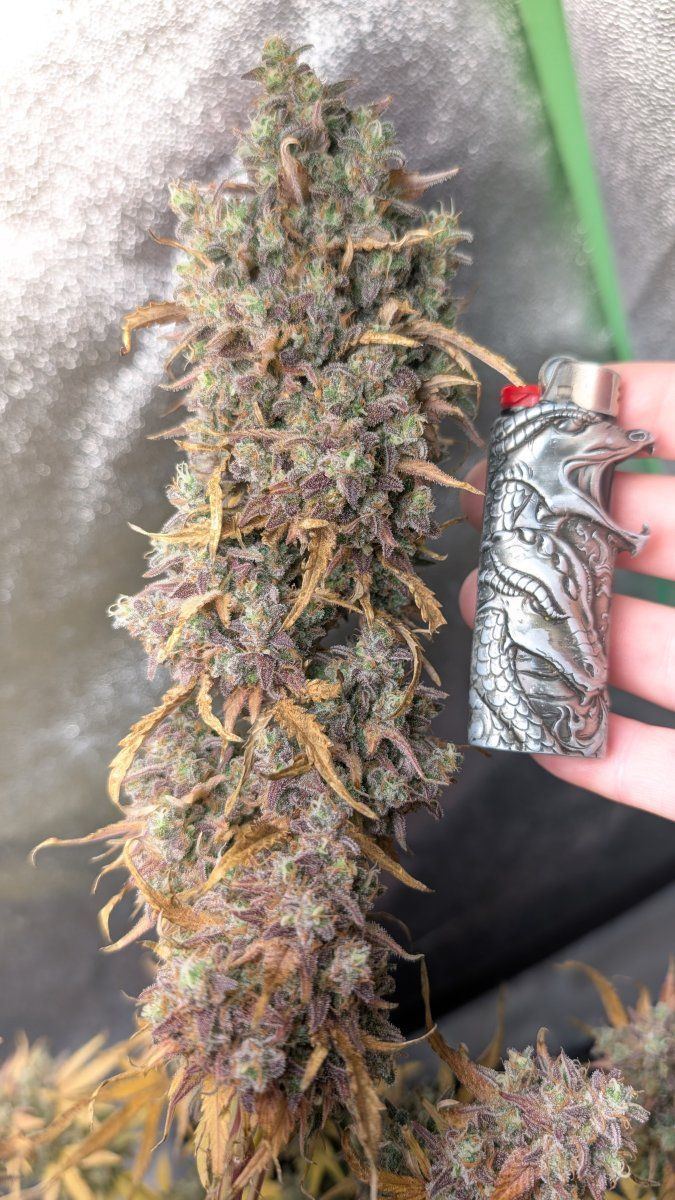 PXL 20251209 073629378