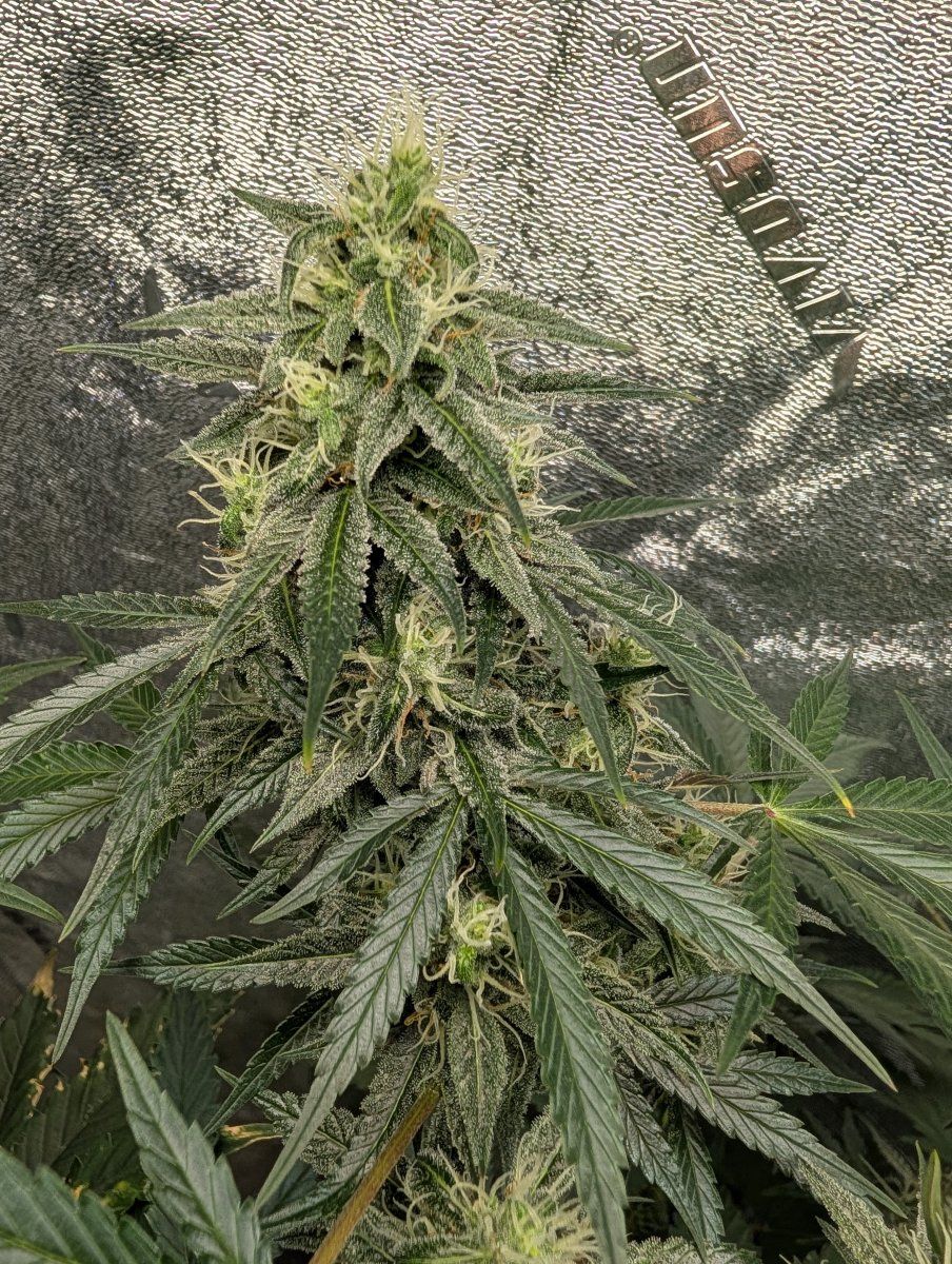PXL 20251222 220932423