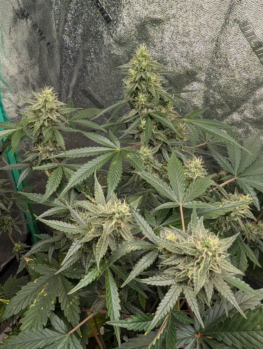 PXL 20251222 220937448