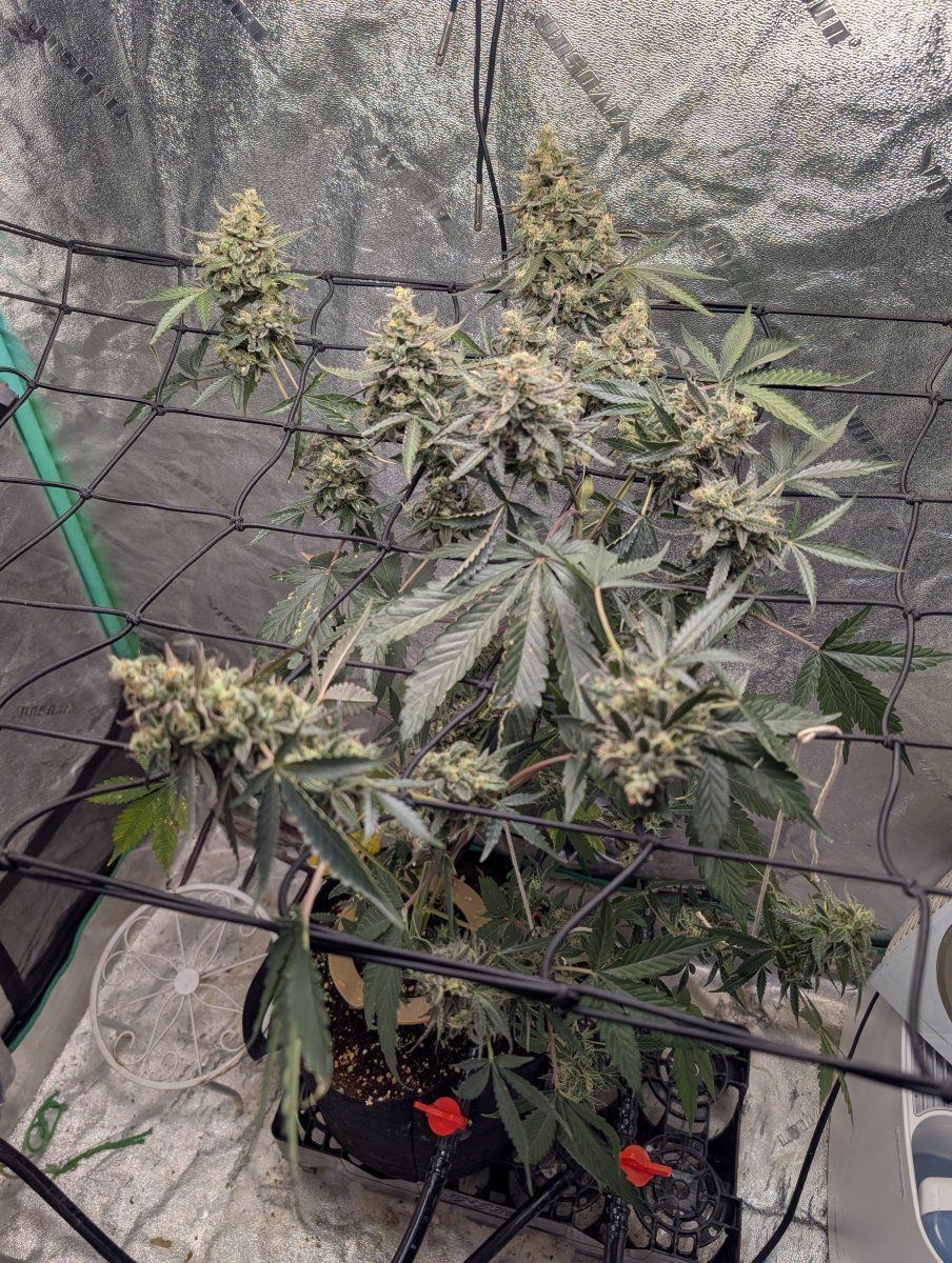 PXL 20260108 143338441