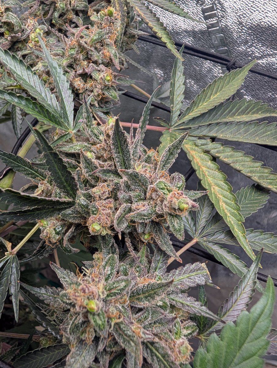 PXL 20260119 172517204