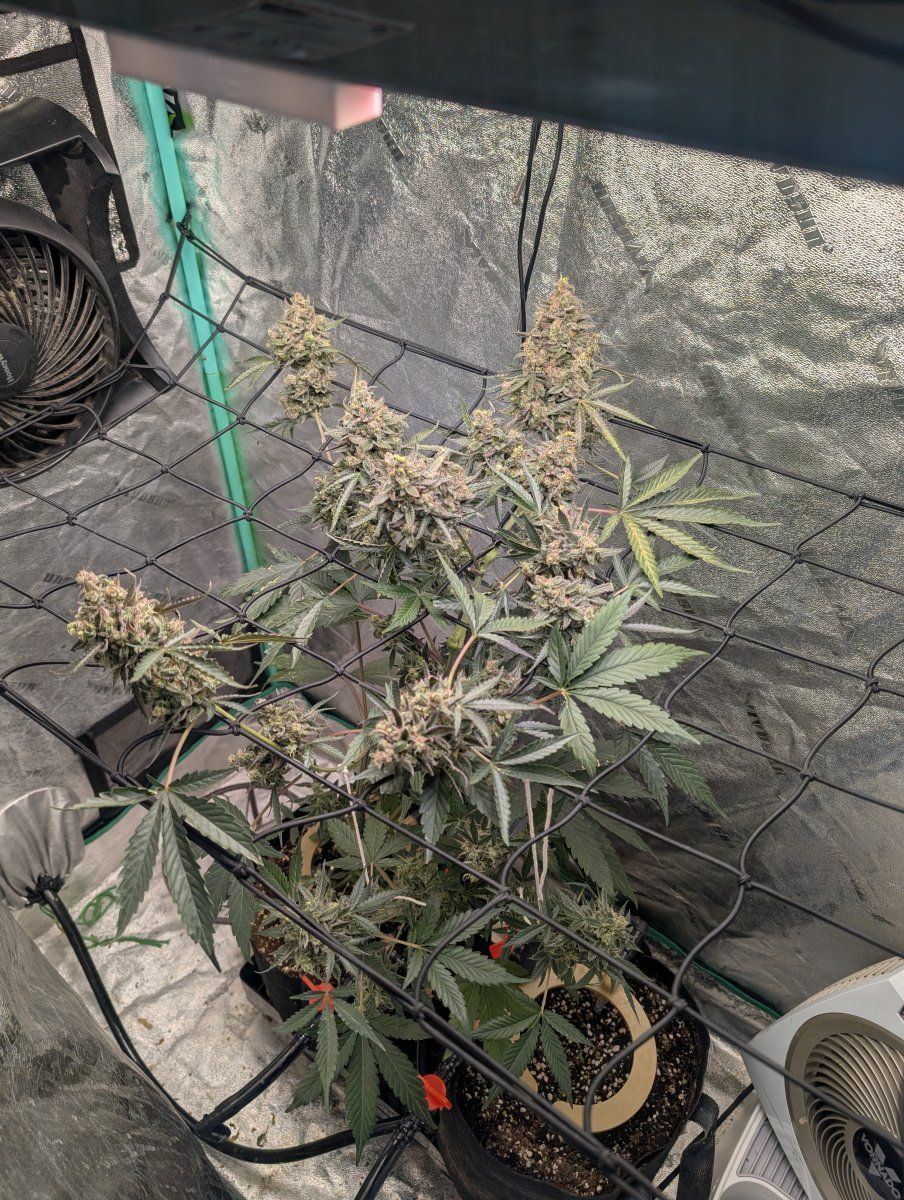 PXL 20260119 172539322