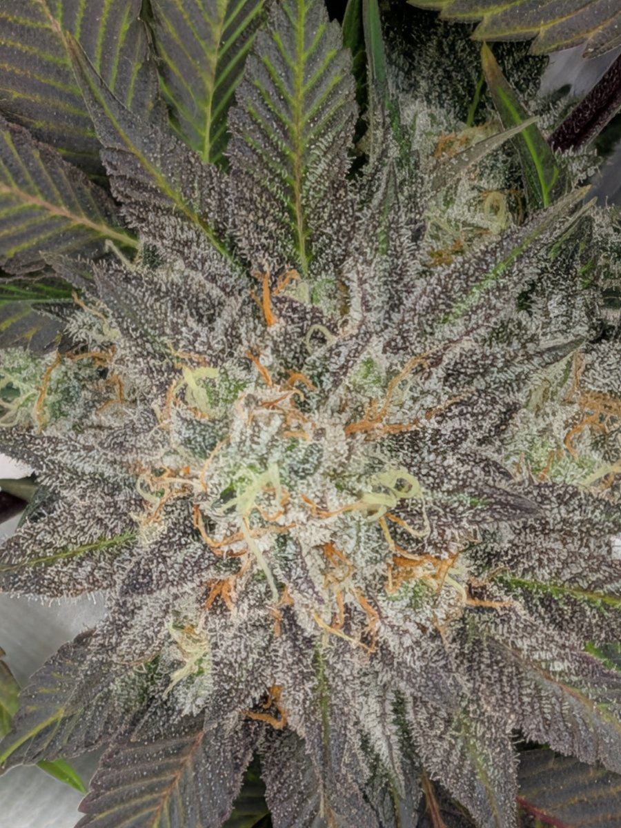 PXL 20260130 001245058