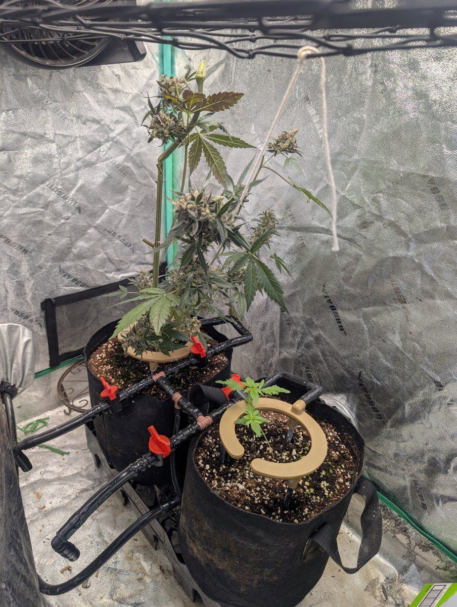PXL 20260205 185630618