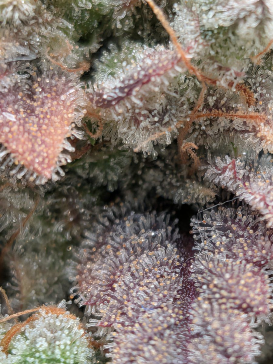 PXL 20260211 031944438MACRO FOCUS