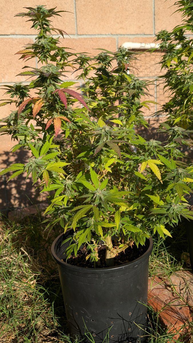 PXL 20260315 153947669