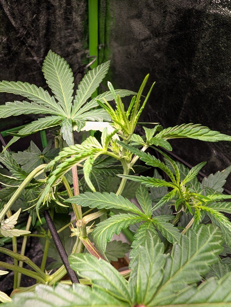 PXL 20260412 200207421