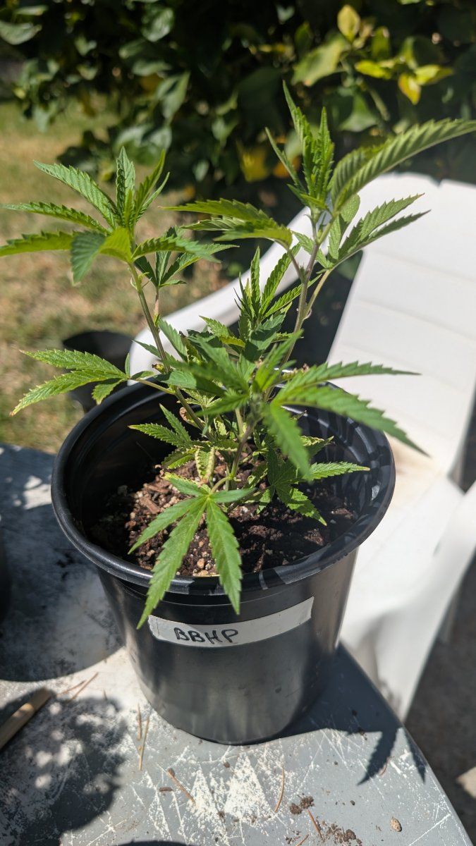 PXL 20260420 185304934