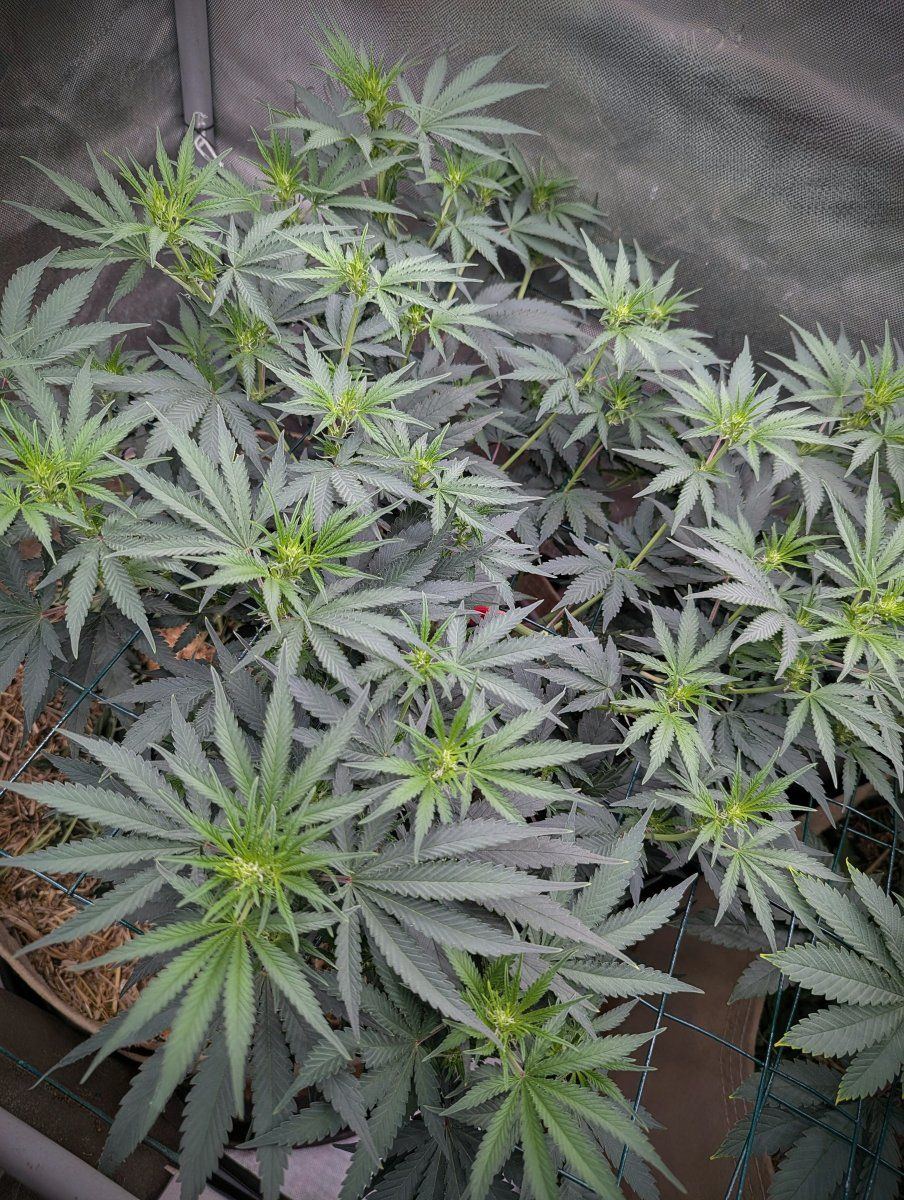 PXL 20260505 0206368152