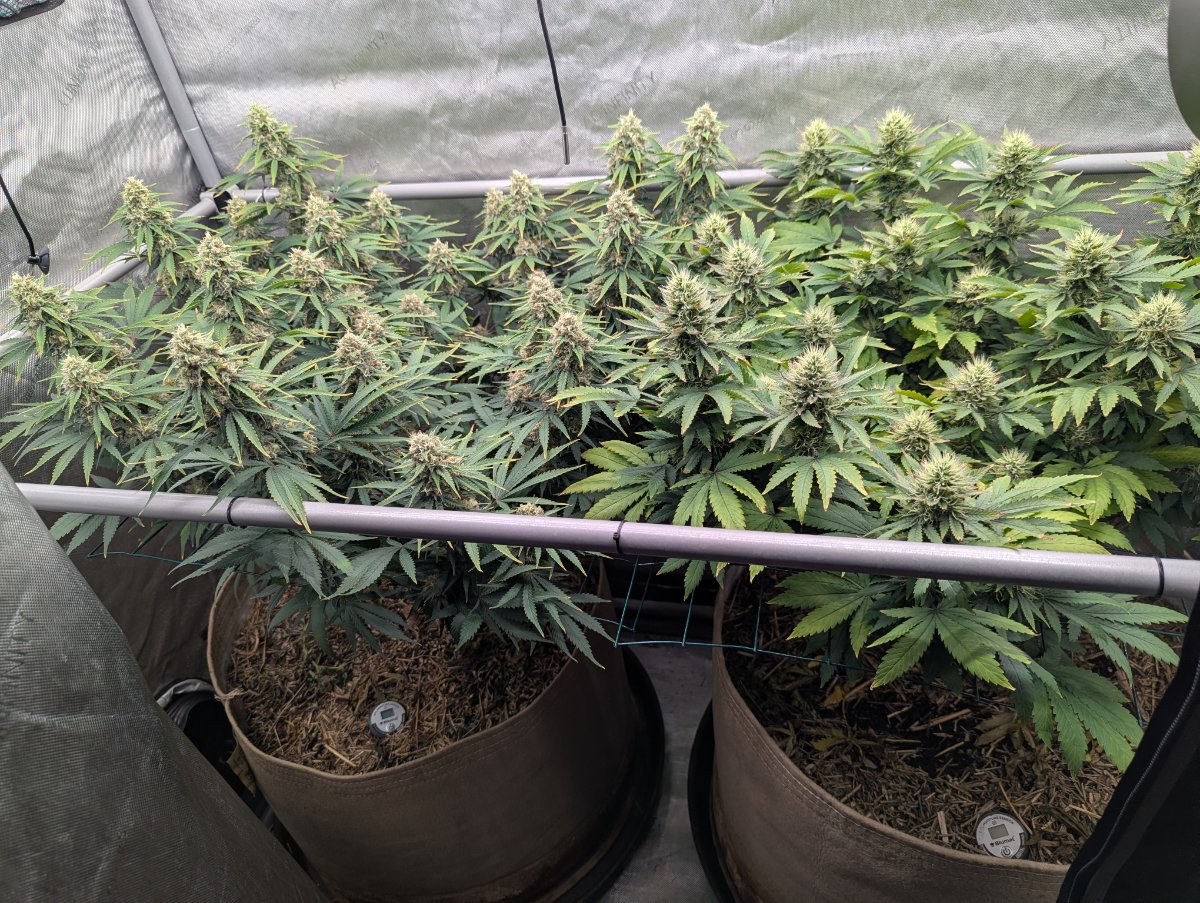 PXL 20260611 020914554