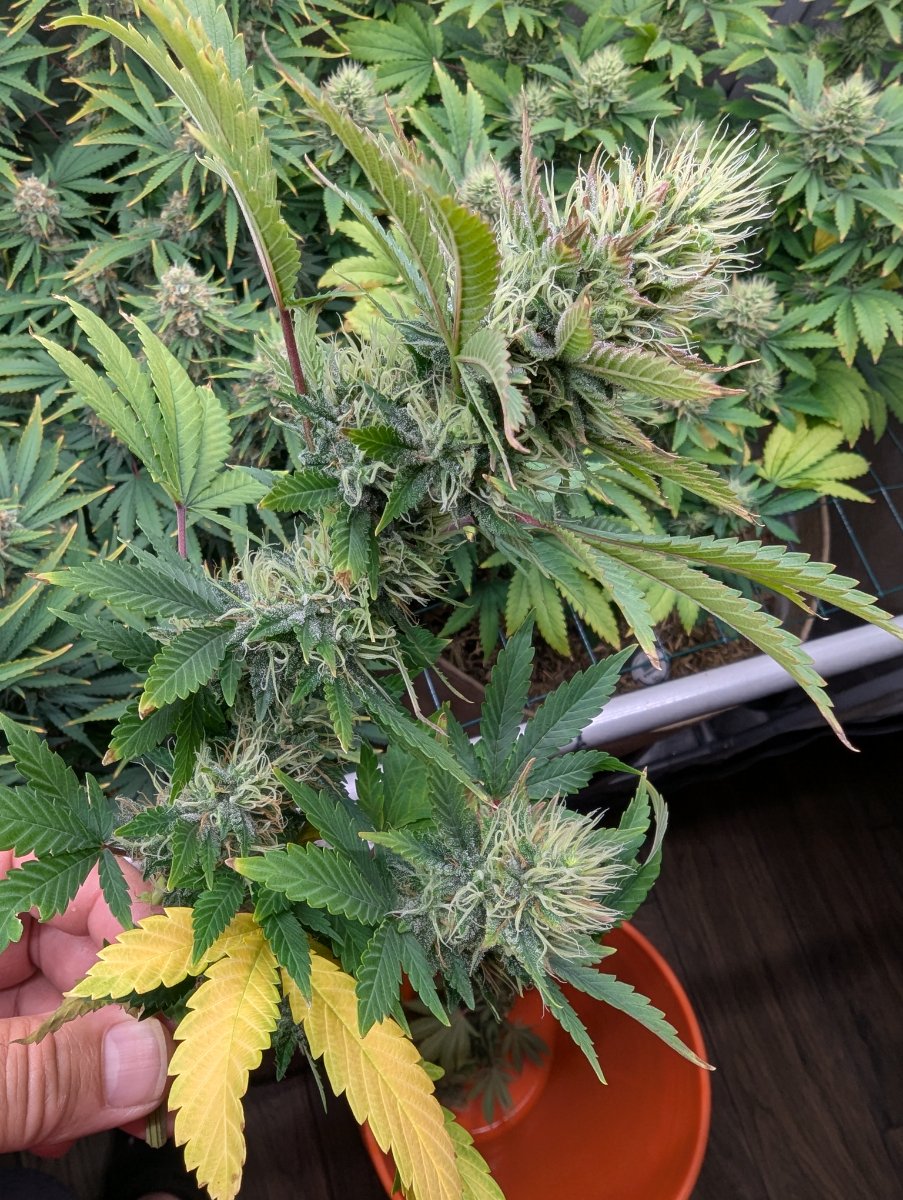 PXL 20260613 025412121