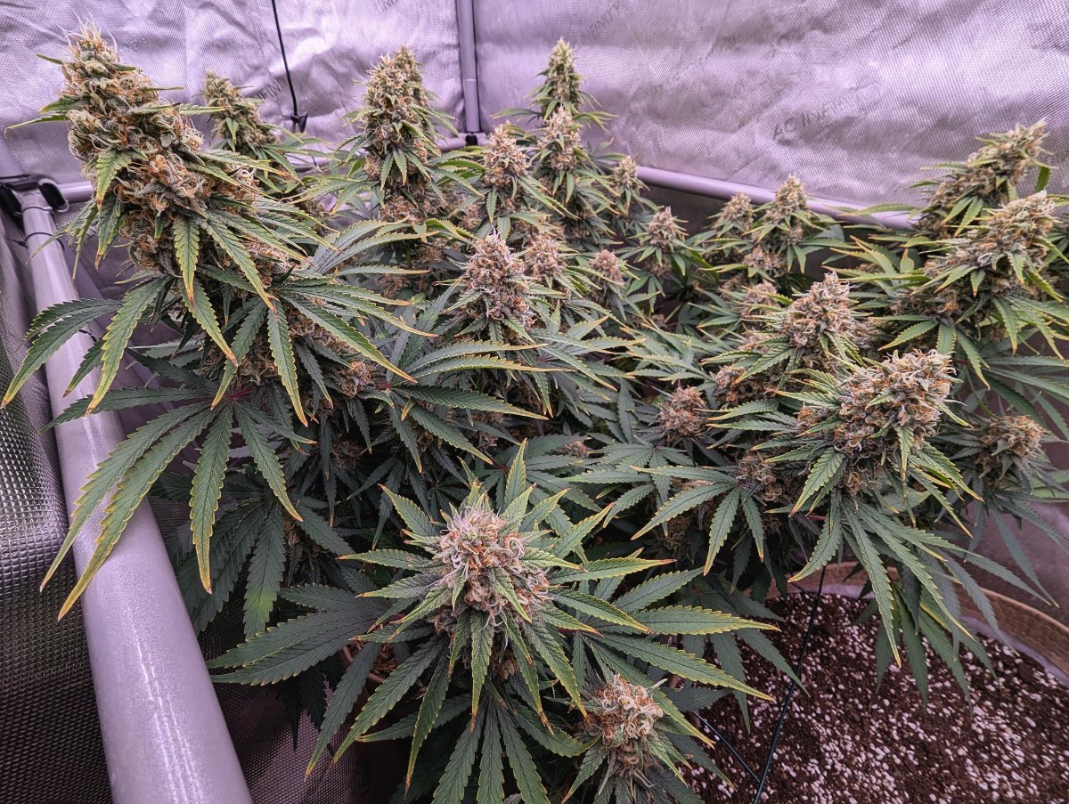 PXL 20260613 2047416282