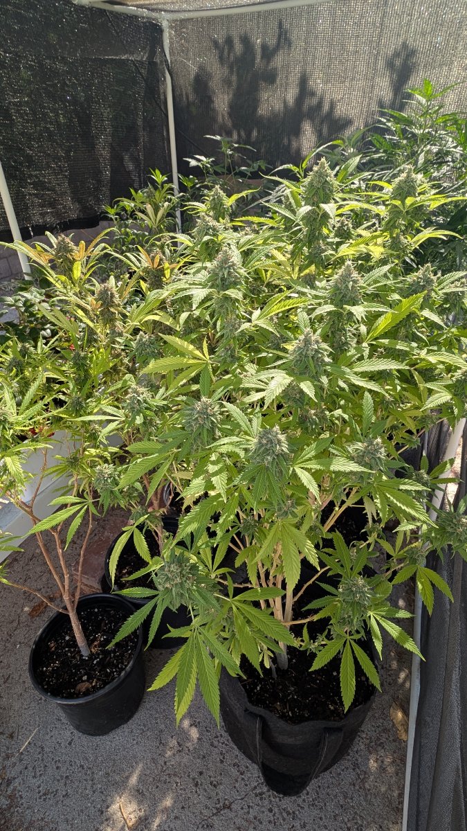 PXL 20260729 162701993