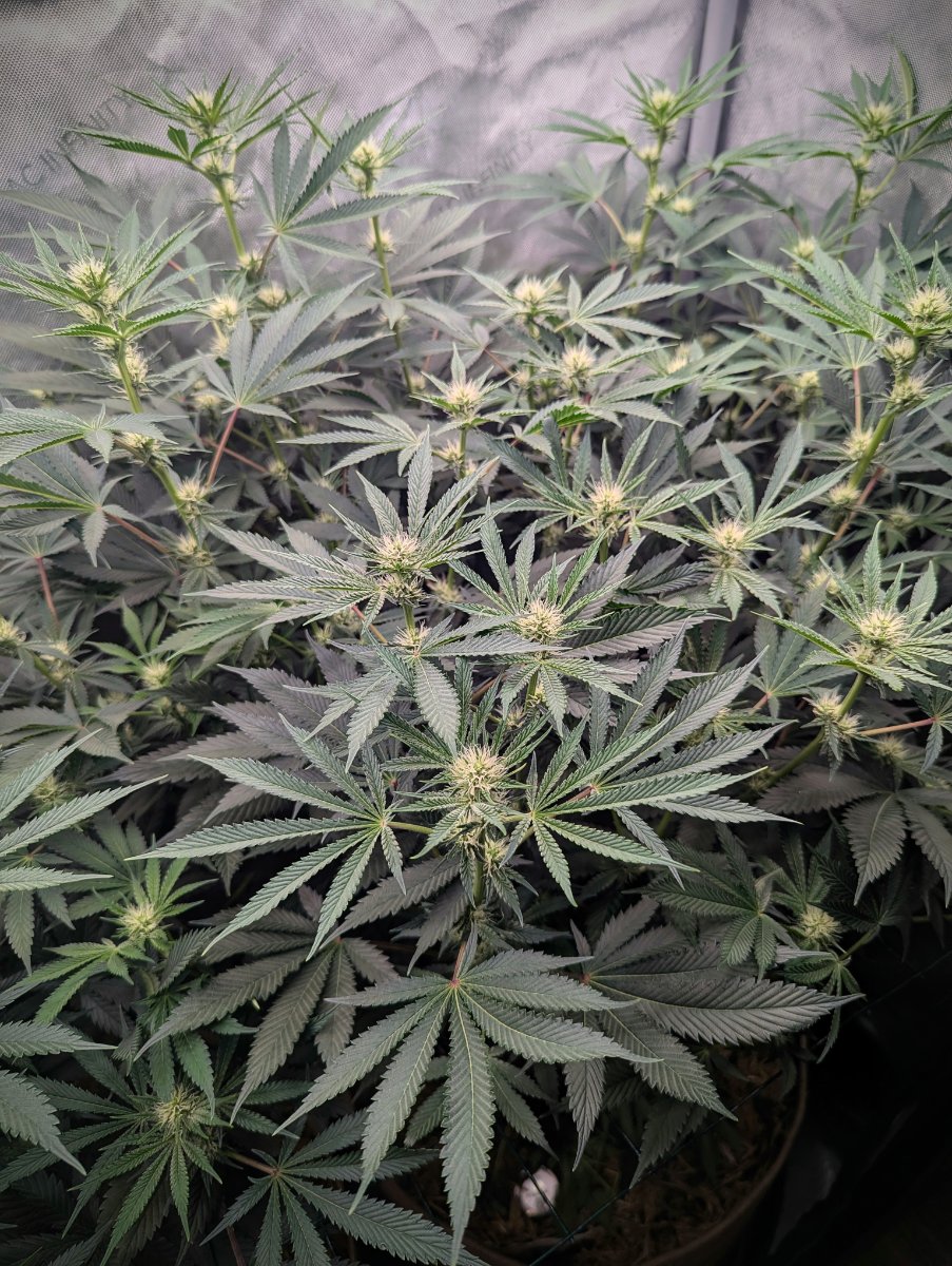 PXL 20260731 0232197092