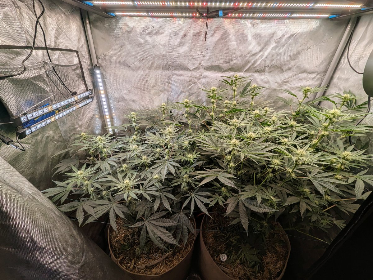 PXL 20260801 2041279142