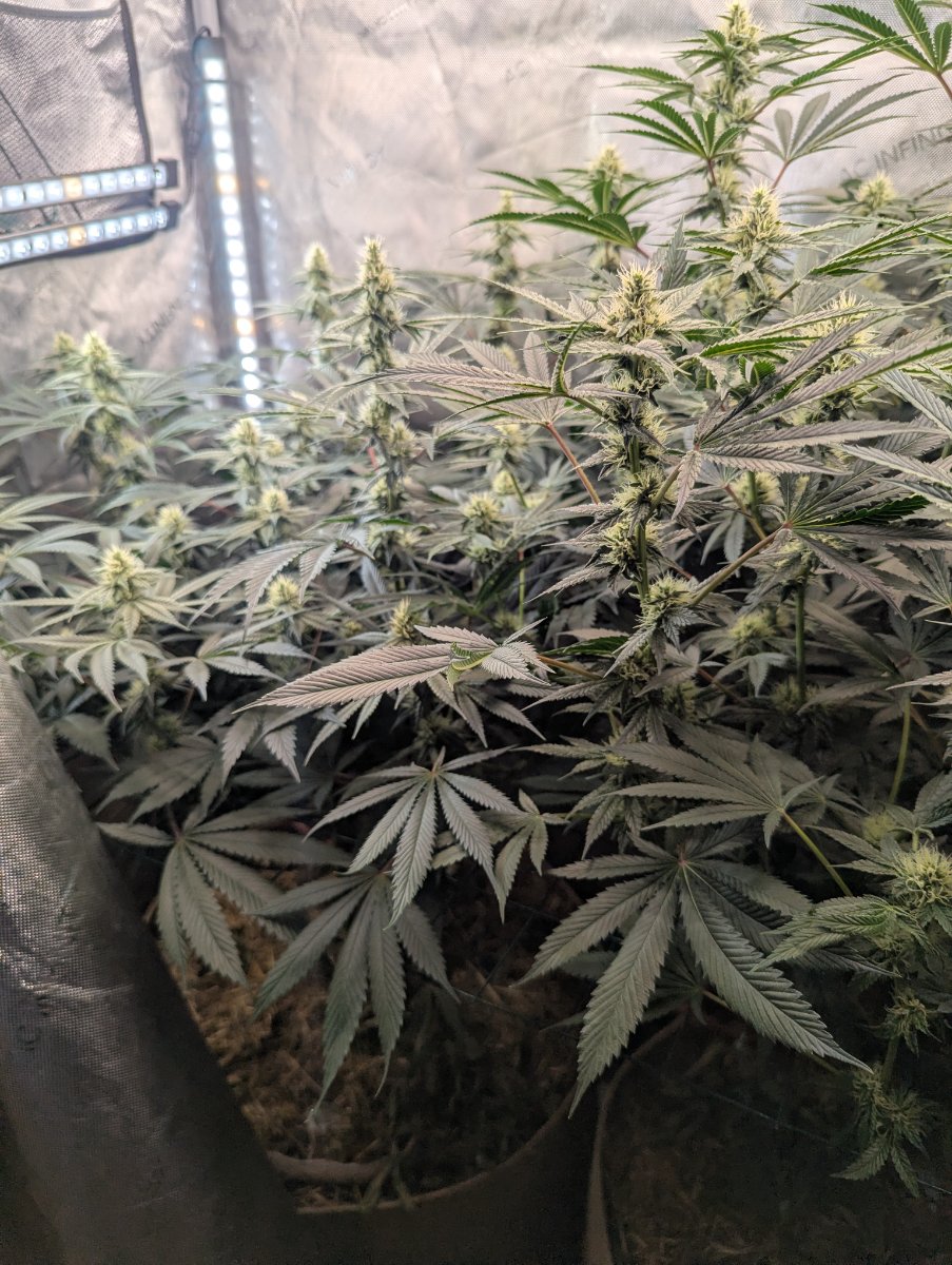 PXL 20260808 183925214