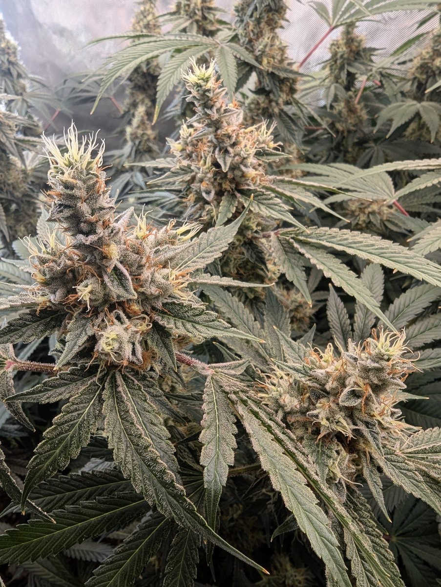 PXL 20260903 0151514532