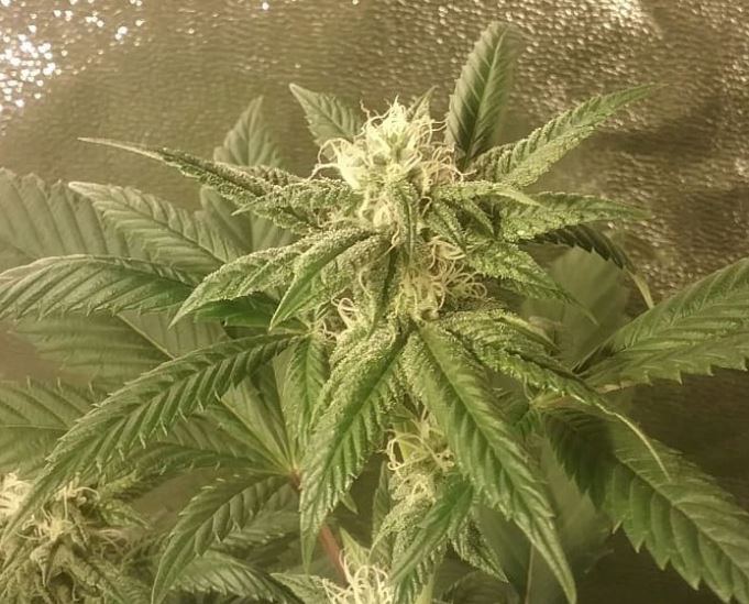 Pxo 1 budshot