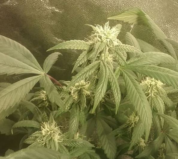 Pxo 2 budshot
