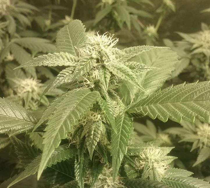 Pxo 3 budshot