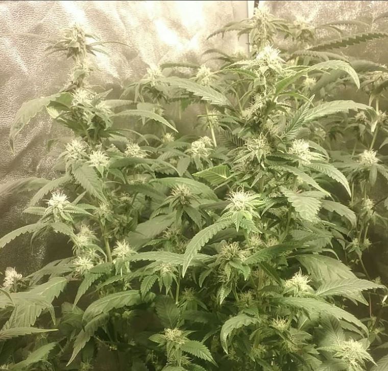 Pxo3 day 30