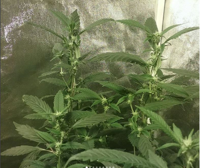 Pxo flower
