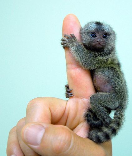 Pygmy monkey