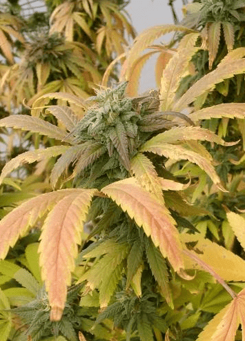 QGDP52