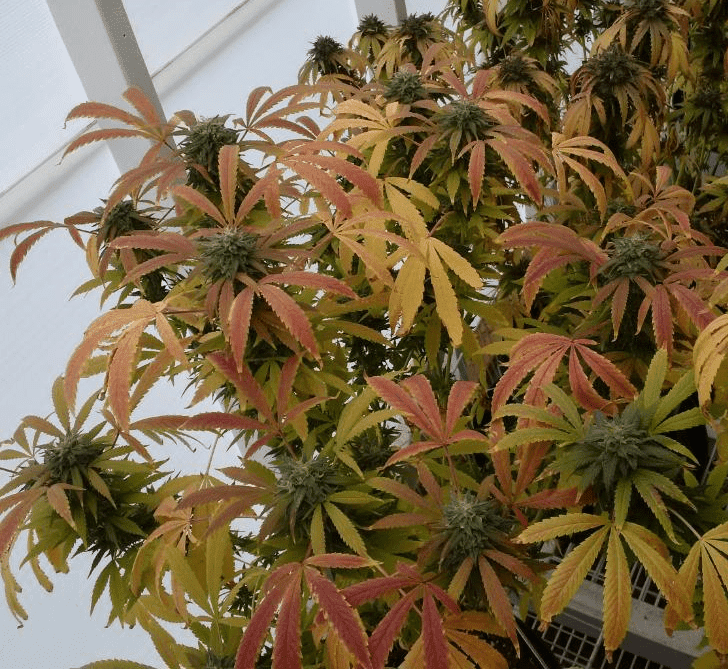 QGDP54
